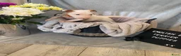 English Bull Terrier dogs for sale: 🐾✨ STUNNING ENGLISH BULL TERRIER PUPPIES ✨🐾 - Advert 31