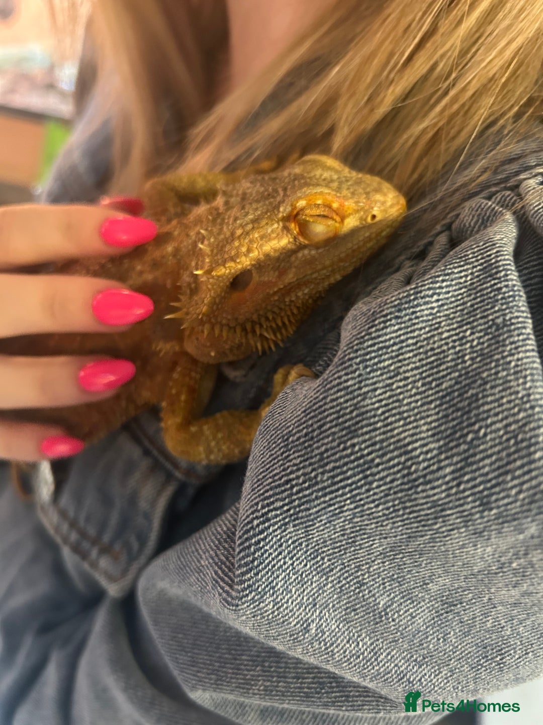 Bearded Dragon reptiles for sale: bearded dragon with whole setup:) - Image 5