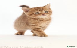 British Shorthair cats for sale: Stunning British shorthair - Image 24