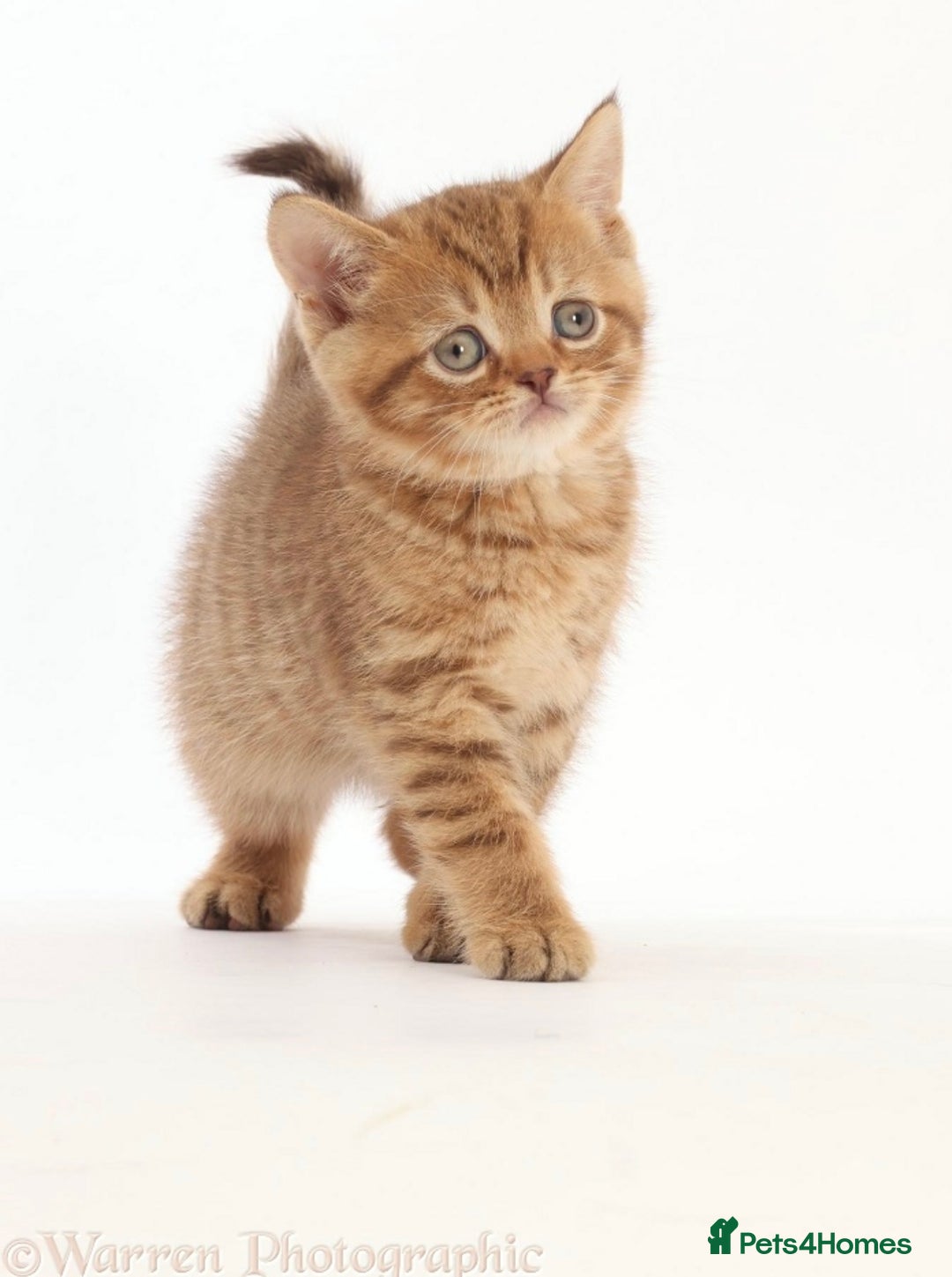 British Shorthair cats for sale: Stunning British shorthair - Image 24