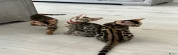 Bengal cats for sale: Stunning full pedigree registered bengal kittens  - Advert 40