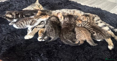 Bengal cats - Advert 4