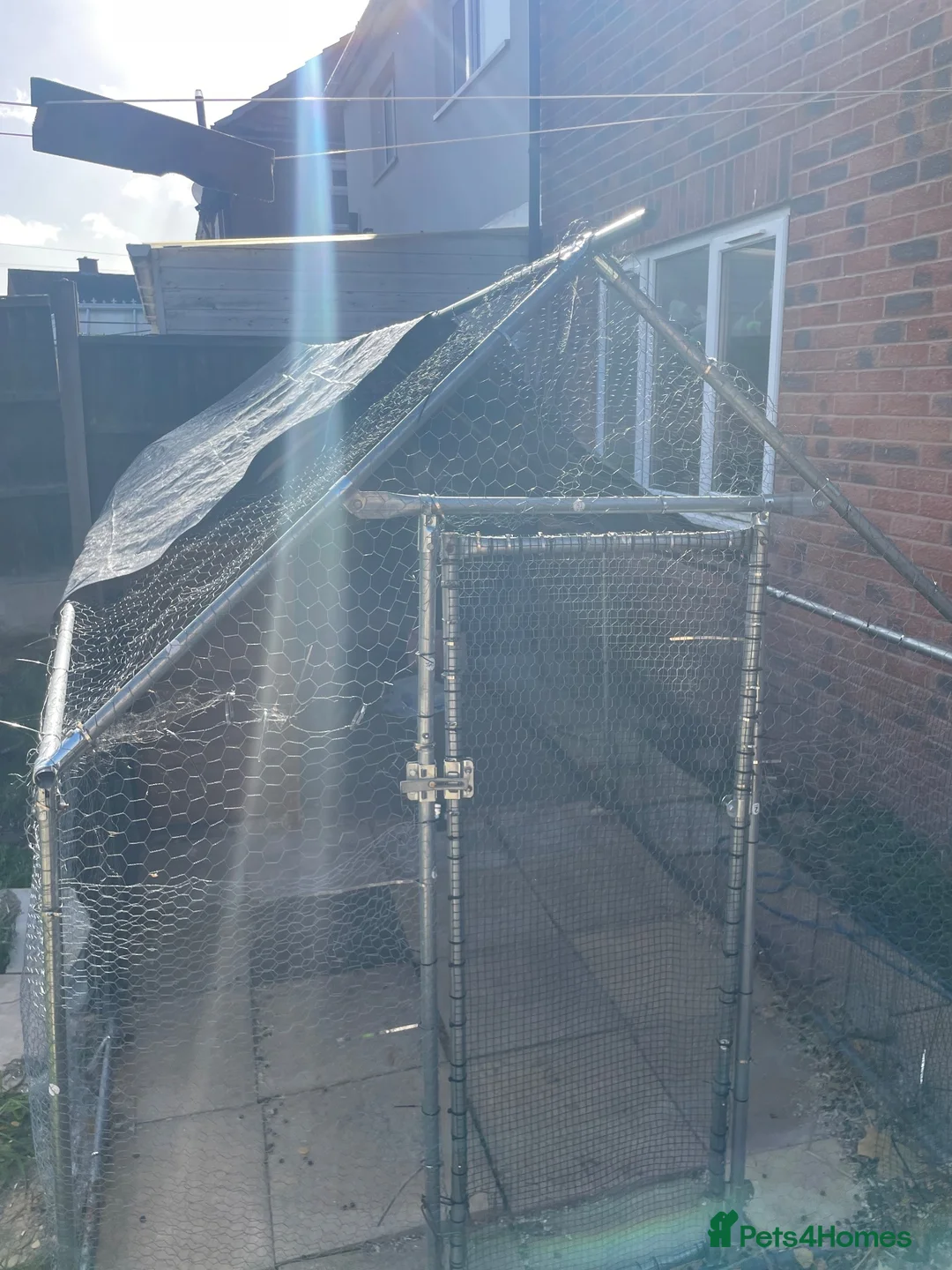 Mini Lop rabbits for sale: Rabbit pair  in Atherstone - Advert 8