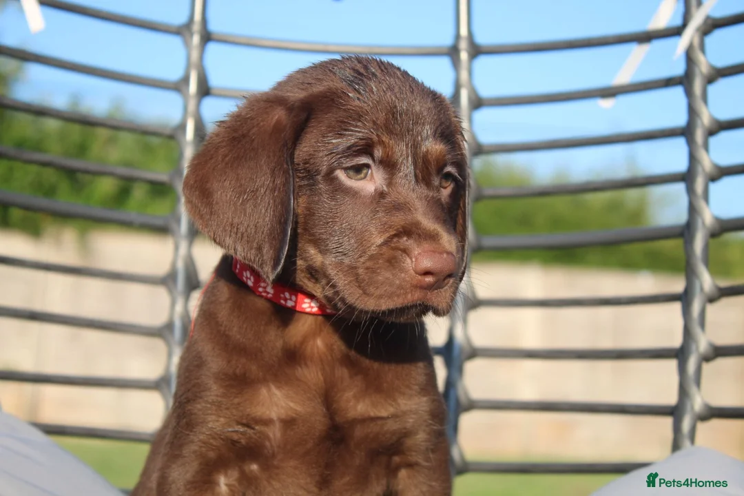 Labrador Retriever dogs for stud: KC REGISTERED LABRADOR STUD  - Advert 5