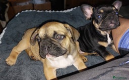 French Bulldog dogs for sale: BINGO  - Image 3