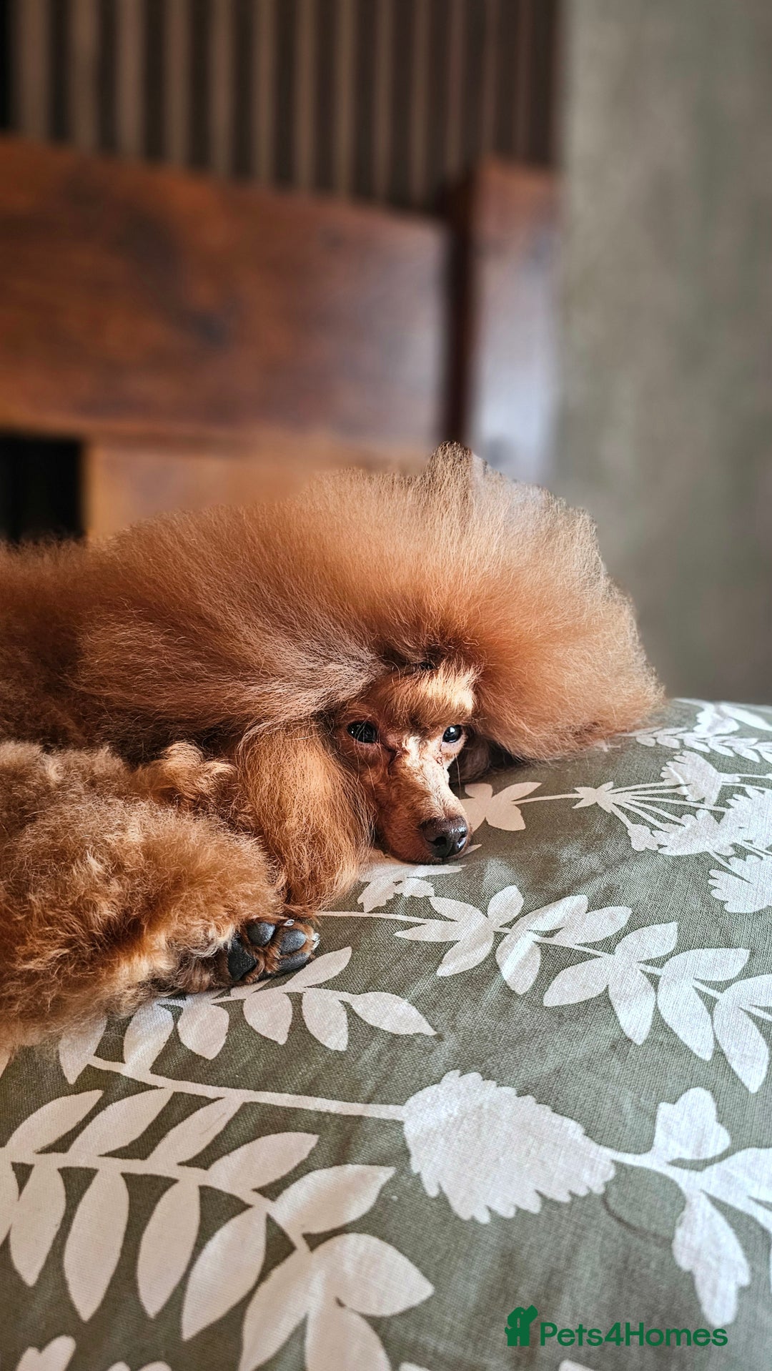 Toy Poodle dogs for stud: Cruft qualifying*KC *dark red** import from BnH in Birmingham - Advert 2