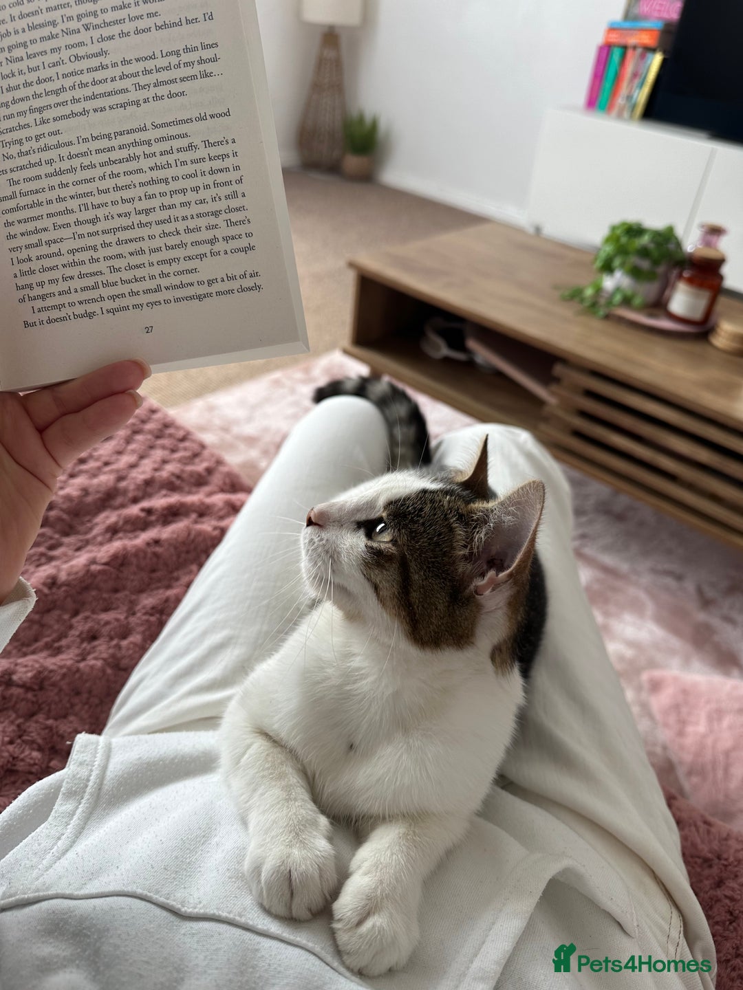 Mixed Breed cats for sale: beautiful female cat looking for new home  - Advert 4