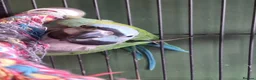 Parrots birds for sale: Female Lord Derbyan - Advert 4