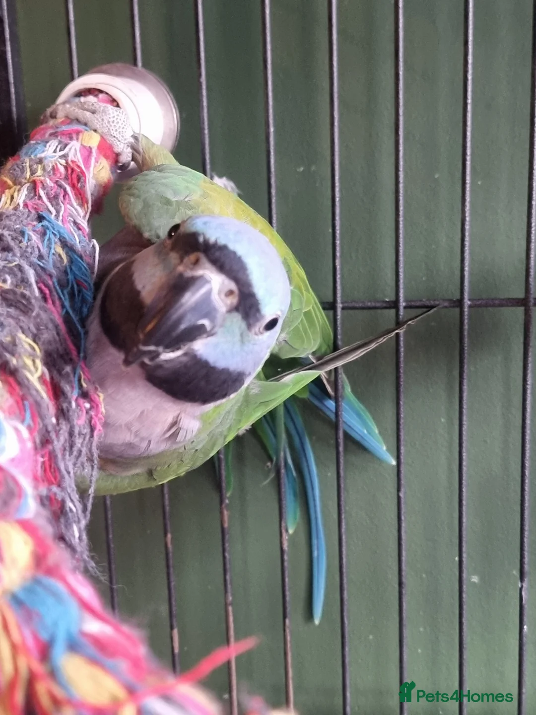 Parrots birds for sale: Female Lord Derbyan - Advert 4