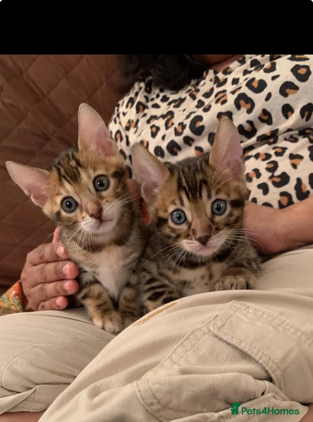 Bengal cats for sale: High Quality Bengal Kittens  in Chigwell - Advert 1