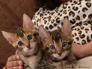 Bengal cats High Quality Bengal Kittens - Advert 3