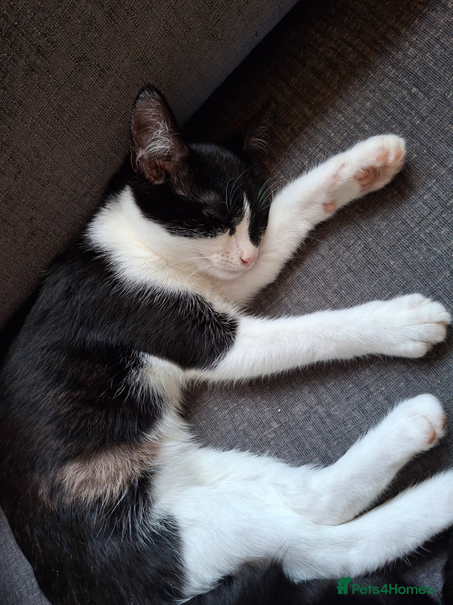 Mixed Breed cats Last two kittens ready for homes - Advert 1