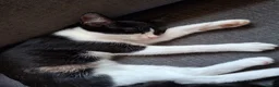 Mixed Breed cats for adoption: Last two kittens ready for homes - Advert 1