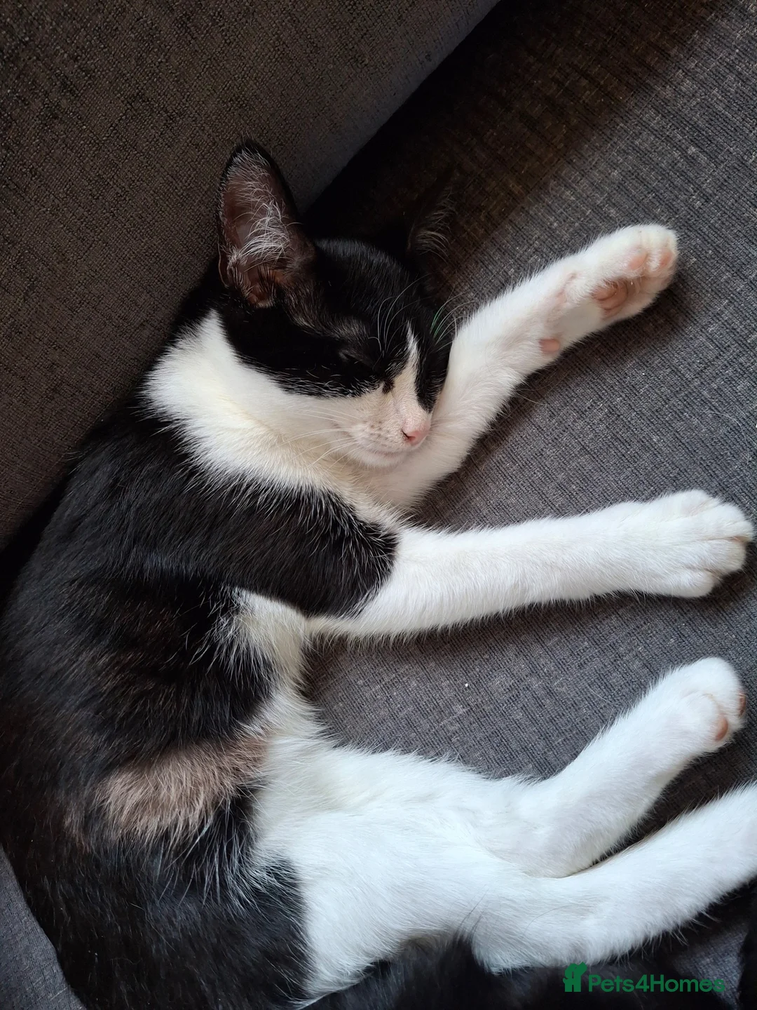 Mixed Breed cats for adoption: Last two kittens ready for homes - Advert 1