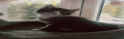 Maine Coon cats for sale: Maine coon kittens - Advert 5