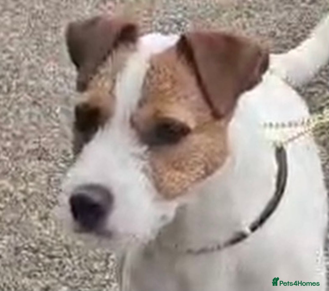 Parson Russell dogs for sale: Parson Russell Dog Pup - Advert 2