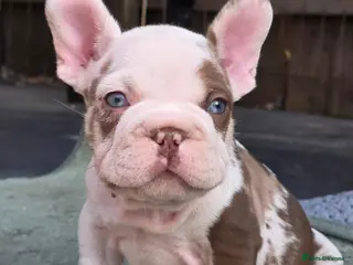 French Bulldog dogs FRENCH BULLDOG - Advert 17