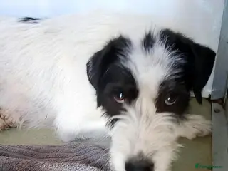 Mixed Breed dogs 🐾 STELLA, a Lovely Girl - for a Loving Home 🐾 - Advert 4