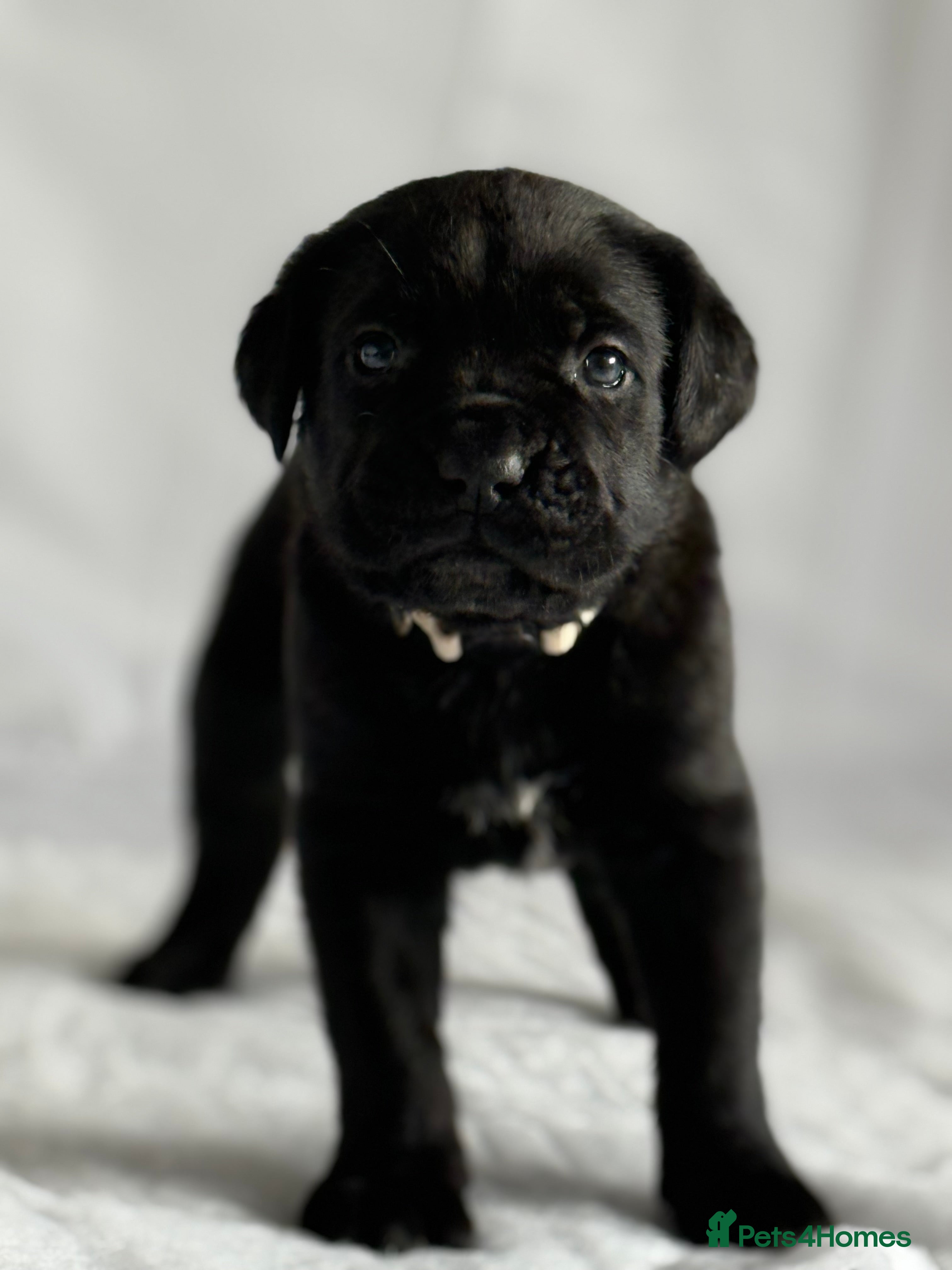 Cane Corso dogs Pure Cane Corso’s 🐶 - Advert 2