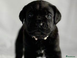 Cane Corso dogs Pure Cane Corso’s 🐶 - Advert 5
