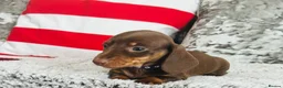 Miniature Dachshund dogs for sale: Beautiful miniature dachshund puppies - Advert 14