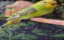 Budgerigars birds for sale: Young budgerigars for sale. - Image 5