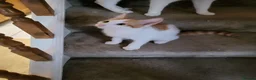Mixed Breed cats for sale: Ginger & White Kitten - Advert 10