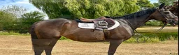 Irish Thoroughbred horses for sale: 15.3H TB Mare ex Racer excellent manners 17 years  - Advert 9