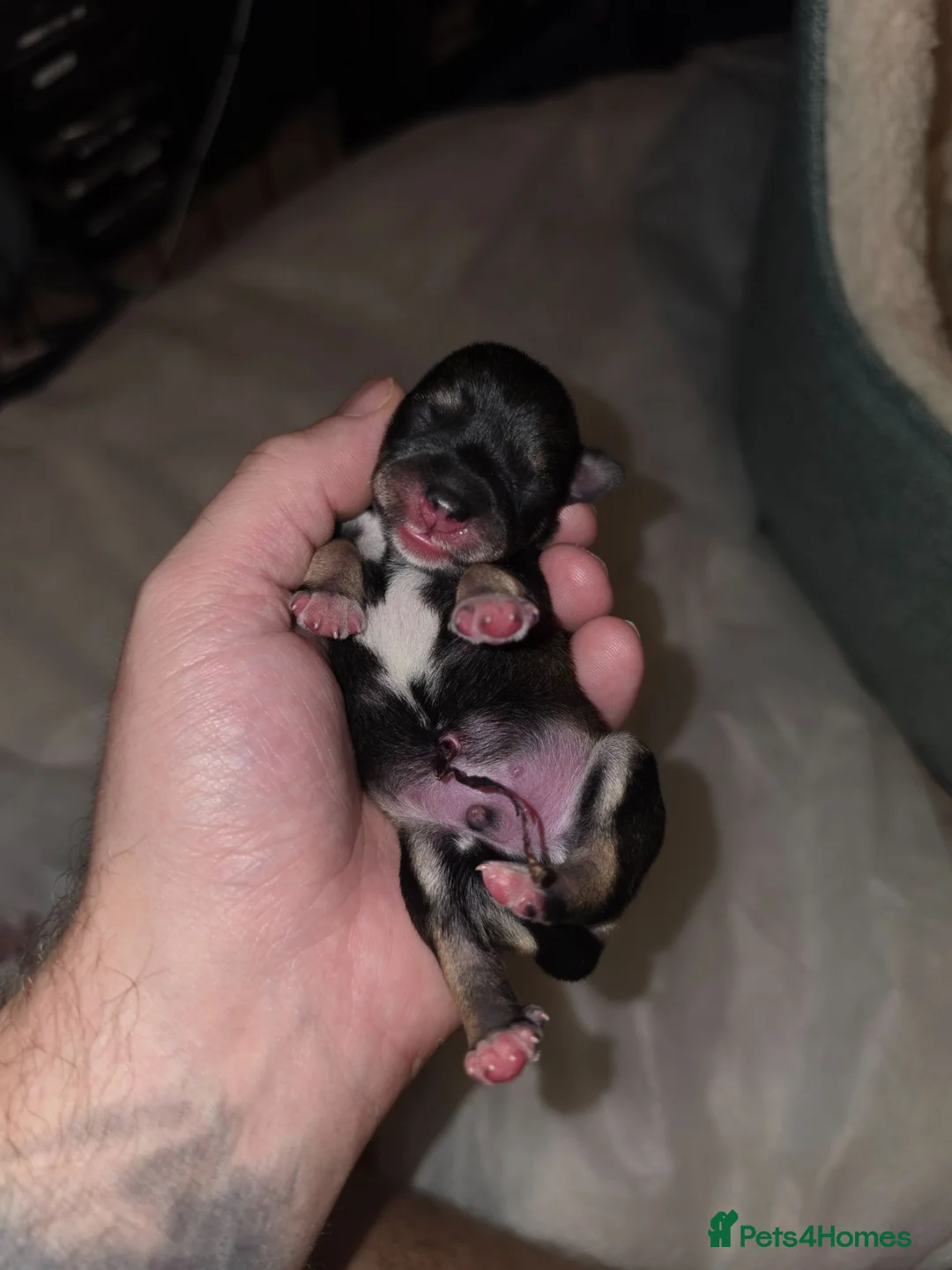 Miniature Schnauzer dogs for sale: 7 x Miniature Schnauzers puppies in Aylesbury - Advert 21