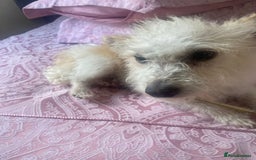 Jackapoo dogs for sale: Cream jackapoos f1b short legged  - Image 18