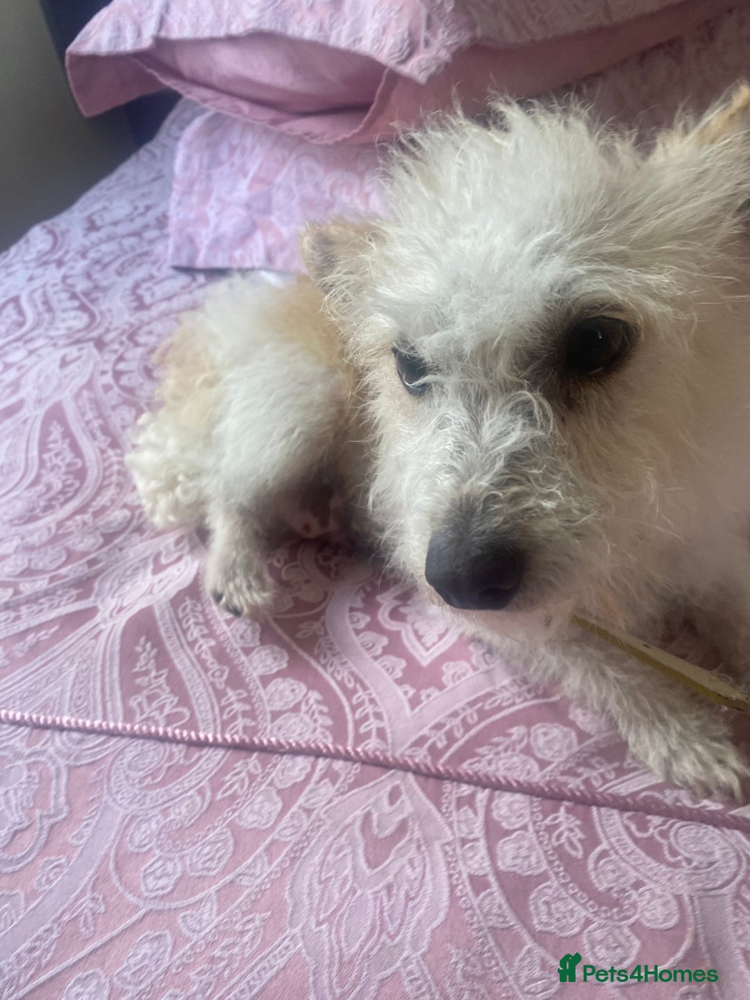 Jackapoo dogs for sale: Cream jackapoos f1b short legged  - Image 18