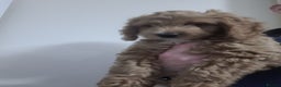 Cockapoo dogs for sale: Cockapoo pups  - Advert 7