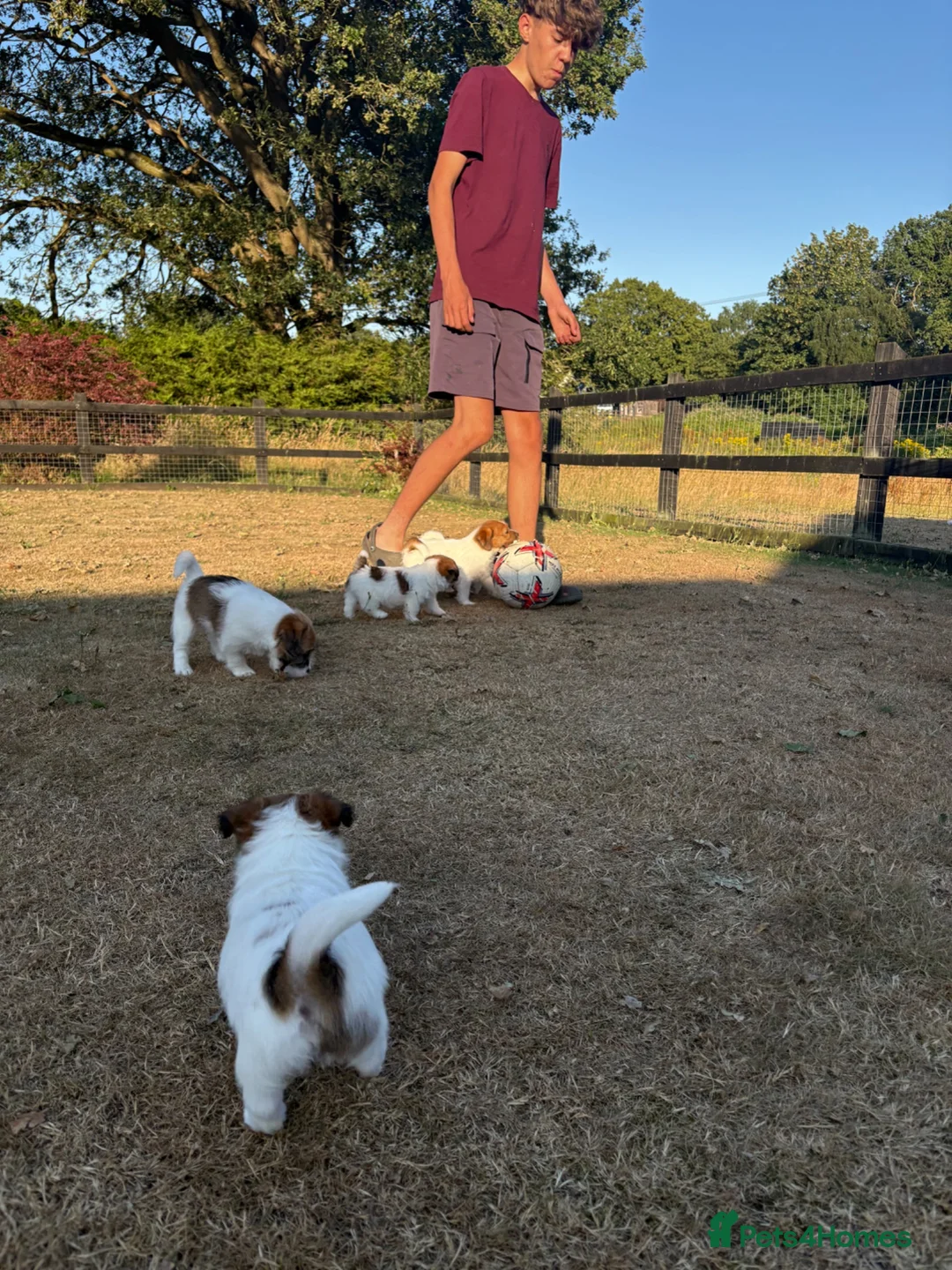 Jack Russell dogs for sale: Lovely Pedigree Jack Russell Terrier Puppies  - Advert 8