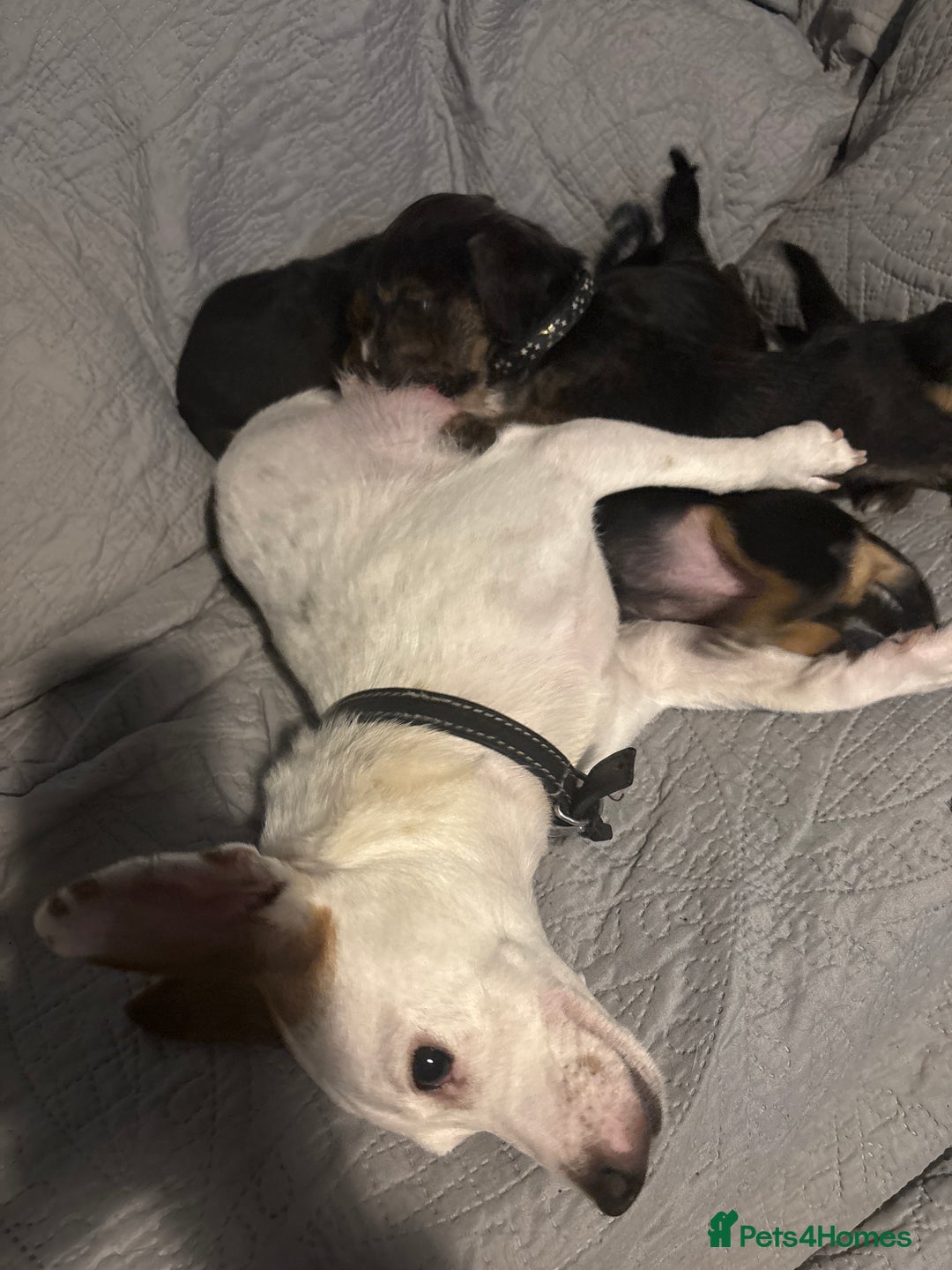 Mixed Breed dogs for sale: Gorgeous Jorkiepoo Puppies  - Advert 6