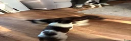 English Springer Spaniel dogs for sale: Working Springer Spaniel Puppies  in Midhurst - Advert 5