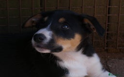 Border Collie dogs for sale: Red, and blue merle, tri, b/w collies farm reared - Image 10