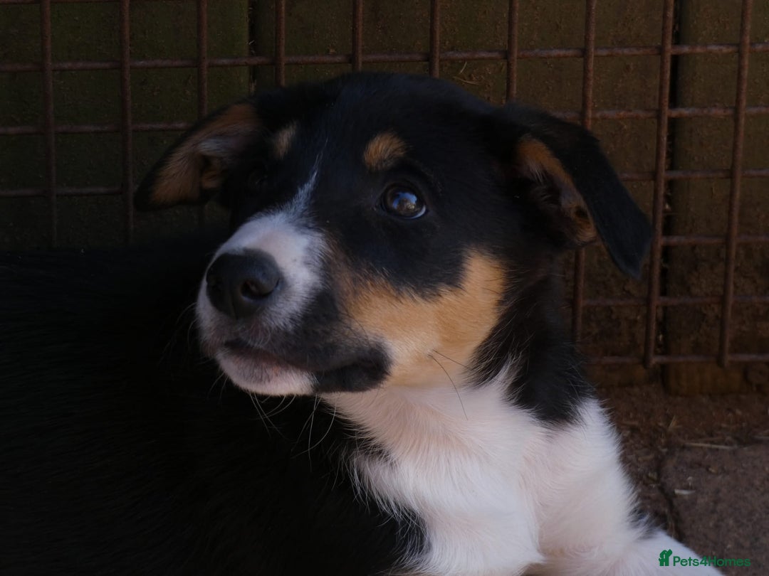 Border Collie dogs for sale: Red, and blue merle, tri, b/w collies farm reared - Image 10