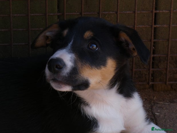 Border Collie dogs - Advert 4