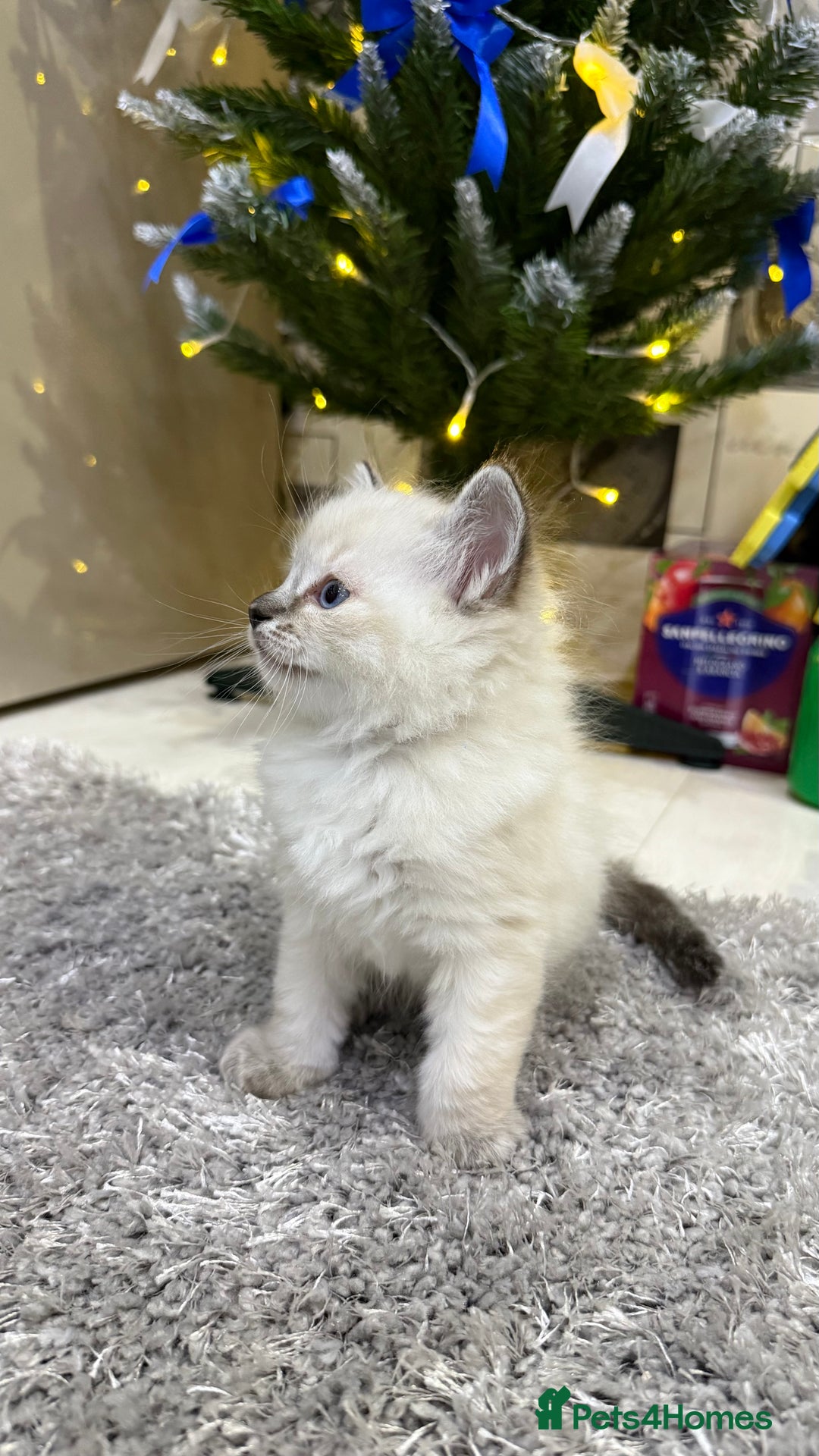 Ragdoll cats for sale: Beautiful Ragdoll Kittens for Sale – 2Boys&2Girls - Advert 5