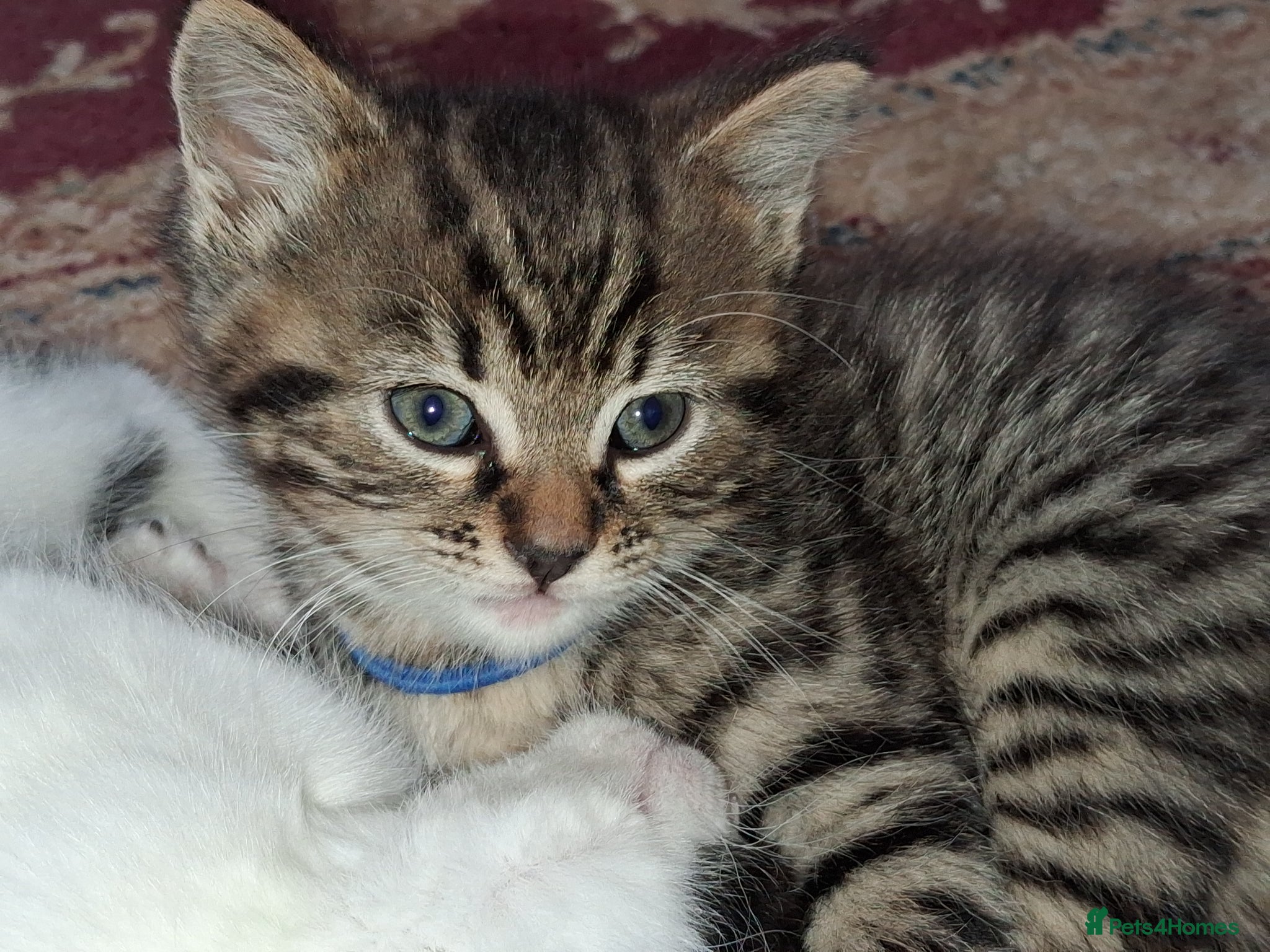 Mixed Breed cats for sale: 2 Female Tabby Kittens in Ormskirk - Advert 2