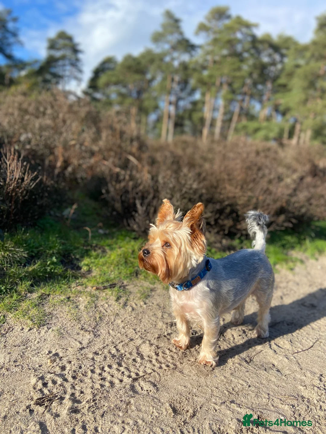 Yorkshire Terrier dogs for stud: Pure breed yorkshire terrier available for stud  - Advert 3