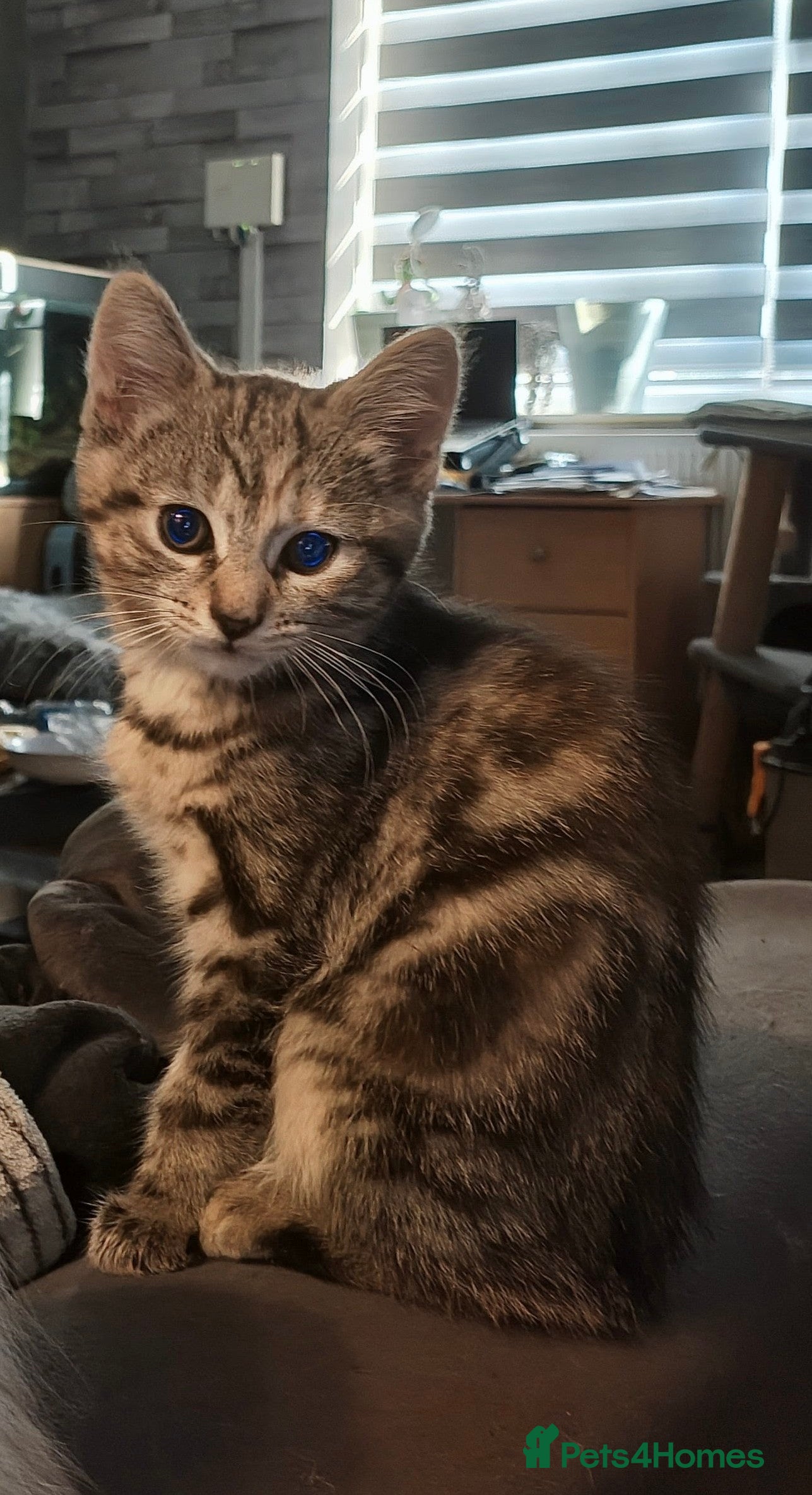 Mixed Breed Kitten 4