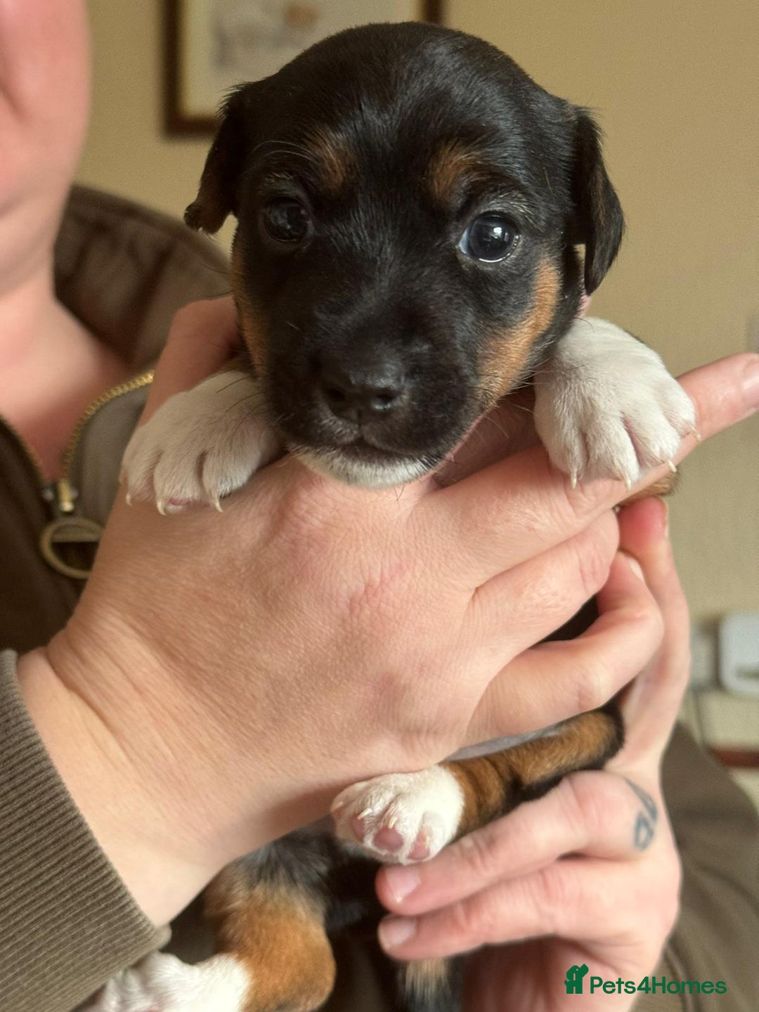 Jack Russell dogs for sale: Proper jack Russell pups  - Advert 3