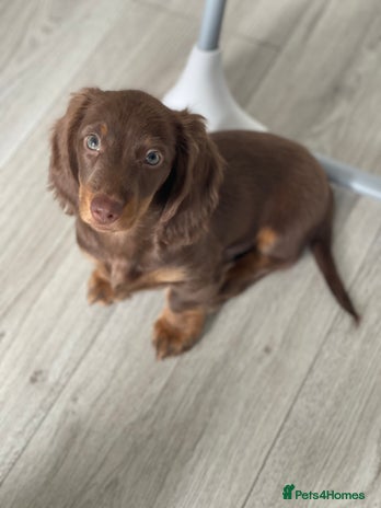 Miniature Dachshund dogs - Advert 12