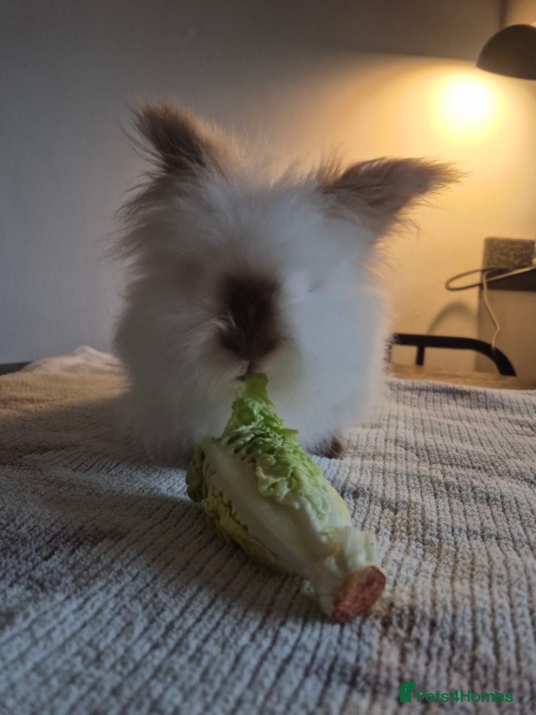 Mixed Breed rabbits Female rabbit for sale  - Advert 1