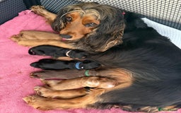 Cocker Spaniel dogs for sale: Stunning KC registered Working Cocker Spaniels  - Image 1