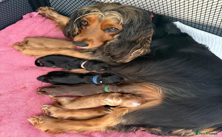 Cocker Spaniel dogs - Advert 14