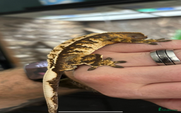 Gecko reptiles for sale: Various Crested Geckos for Sale - Image 3