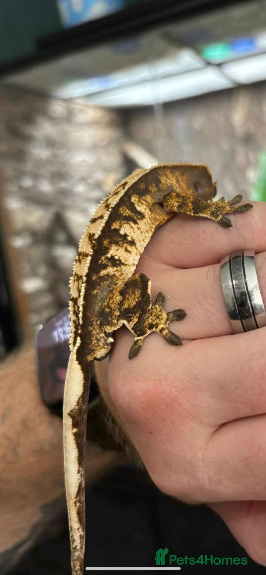 Gecko reptiles for sale: Various Crested Geckos for Sale - Image 3