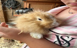 Mini Lop rabbits for sale: 1 beautiful mini lops for sale  - Image 12